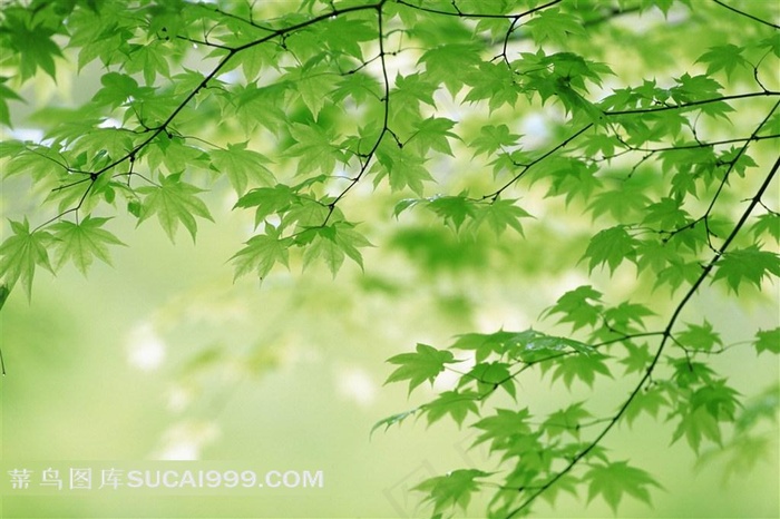 唯美绿叶素材图片
