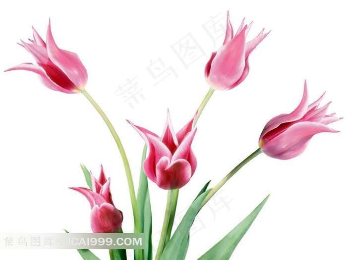 粉色郁金香壁纸