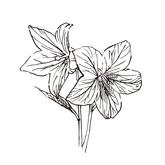 线条草本花卉手绘植物-桔梗