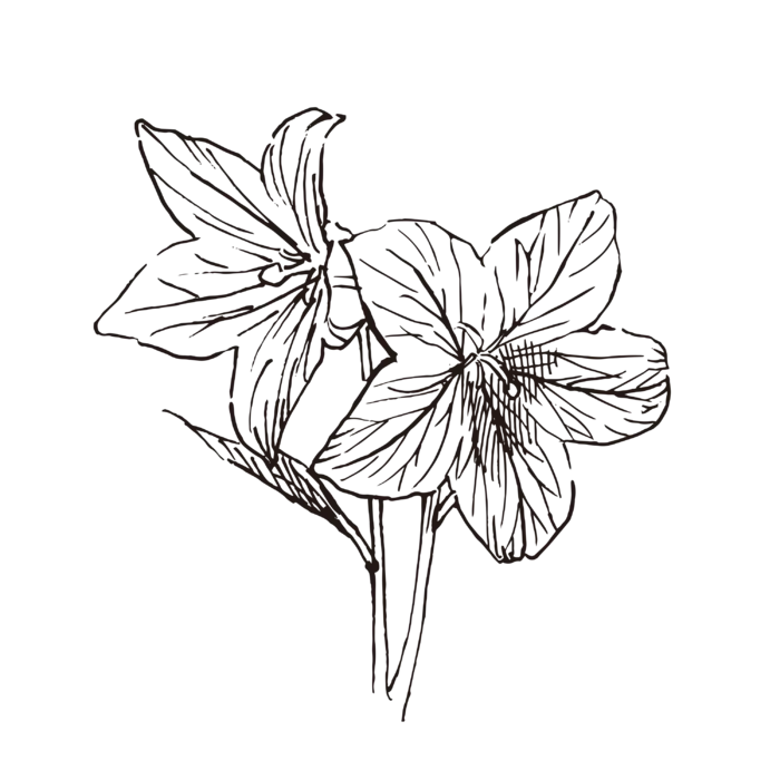线条草本花卉手绘植物-桔梗