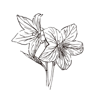 线条草本花卉手绘植物-桔梗