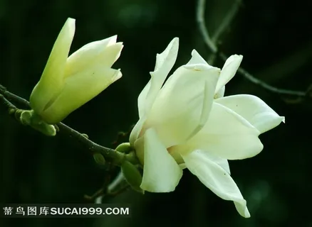 白玉兰花高清特写摄影图片 白玉兰花高清特写摄影图片