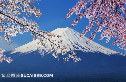 樱花富士山风景图片