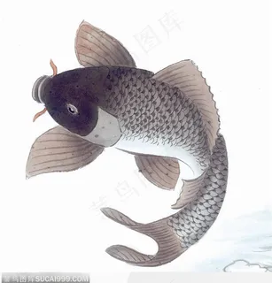 水墨画—鲤鱼 水墨画—鲤鱼