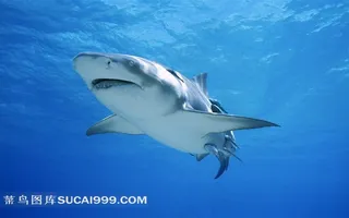 蔚蓝海洋里的鲨鱼摄影素材