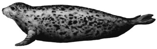 斑海豹 PNG免抠(1453x460)