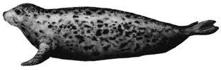 斑海豹 PNG免抠