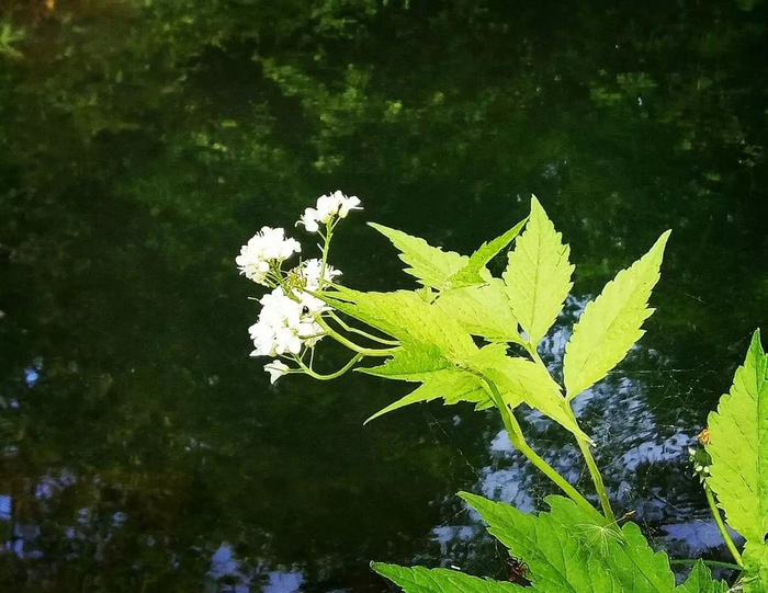 水面上伸出的白色野花