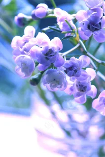 紫色花朵图片素材下载 紫色花朵图片素材下载