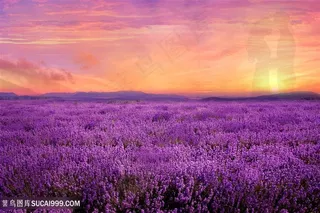 唯美夕阳下薰衣草花海田园风光风景图片