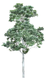 高清树木素材 免抠PSD植物素材 美术绘画园林贴图 树草灌木花草