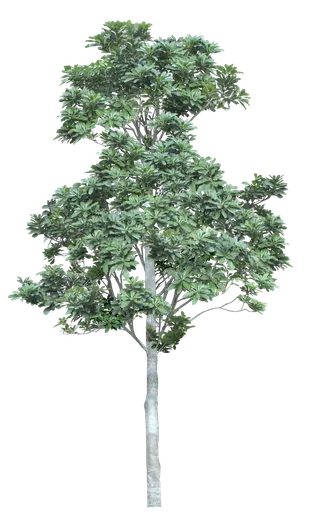 高清树木素材 免抠PSD植物素材 美术绘画园林贴图 树草灌木花草