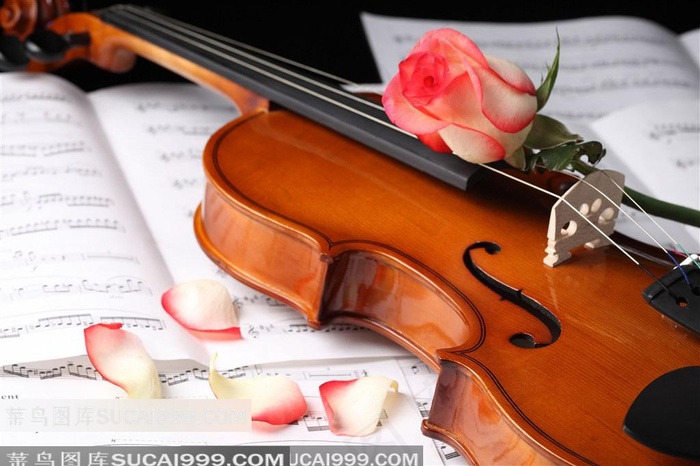 粉色玫瑰小提琴素材乐器图片