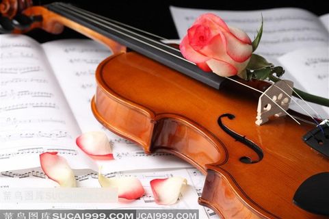 粉色玫瑰小提琴素材乐器图片