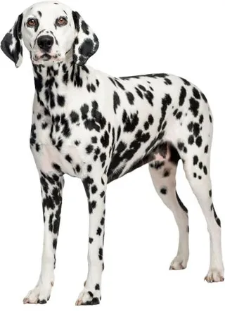 PNG达尔马提亚狗免抠