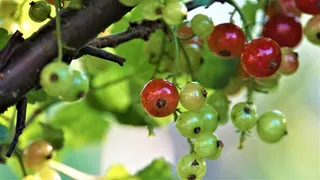 野生浆果摄影图片