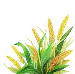 小麦麦穗侧景元素