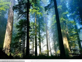 茂密树林里的参天大树