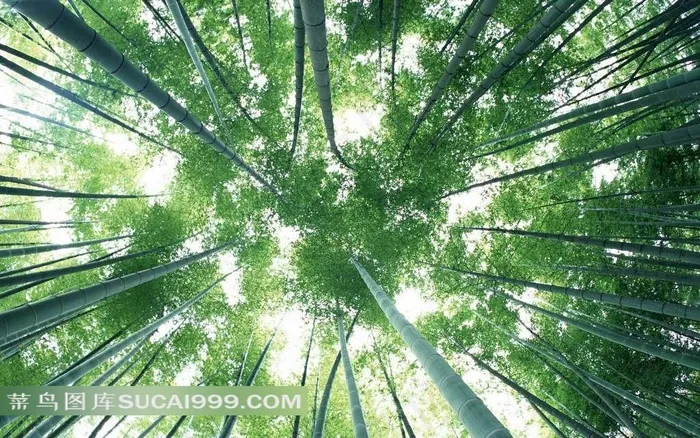 竹林素材图片