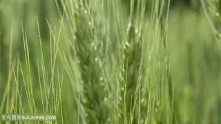 粮食小麦素材图片