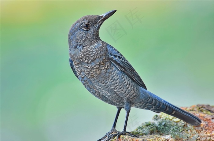 蓝矶鸫特写图片素材