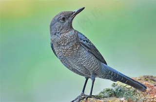 蓝矶鸫特写图片素材