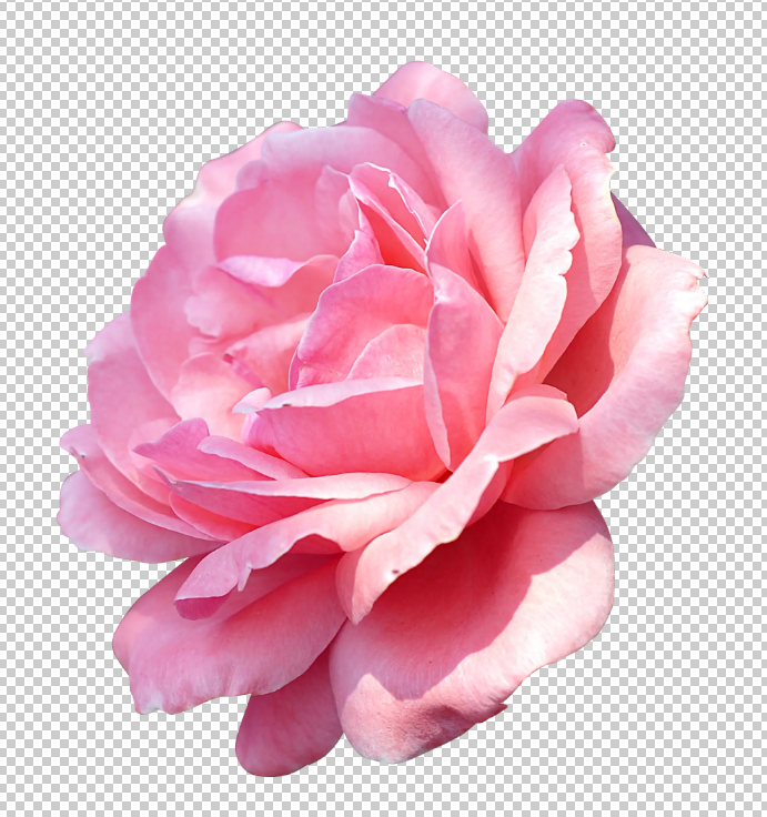 粉色玫瑰免扣素材