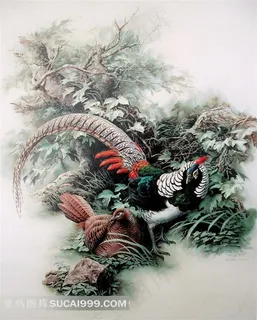 山鸡绘画艺术图片 山鸡绘画艺术图片