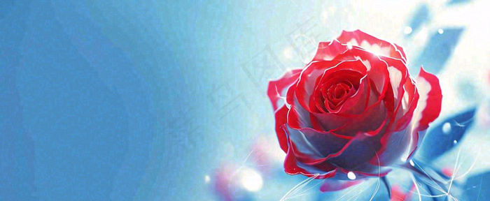 红玫瑰蓝色天空白云唯美，鲜花