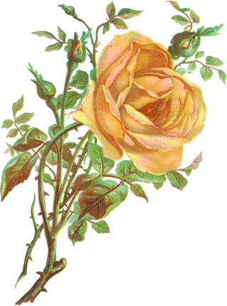 古典花卉png免扣素材