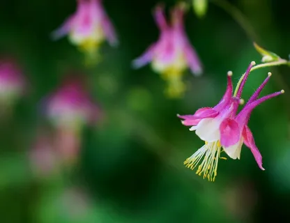 唯美鲜花花蕊高清图片 唯美鲜花花蕊高清图片