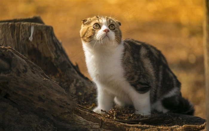 站在树桩上的动物猫咪