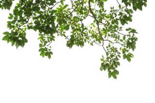 树木树枝树叶免扣素材