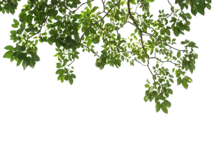 树木树枝树叶免扣素材