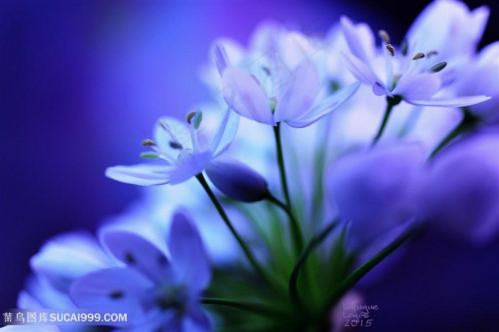 高清唯美鲜花花朵图片