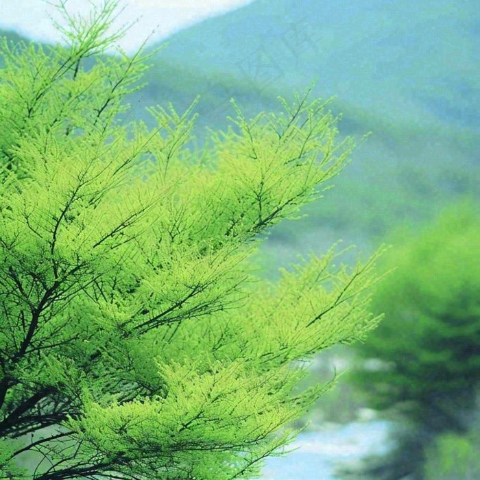 绿色的树冠特写