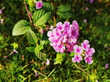 路边粉色小花开的正艳丽 路边粉色小花开的正艳丽