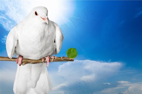 白鸽高清素材鸽子图片