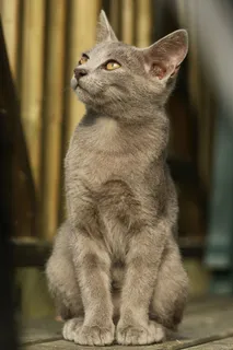 猫流浪猫野猫山猫动物猫仔设计素材小猫