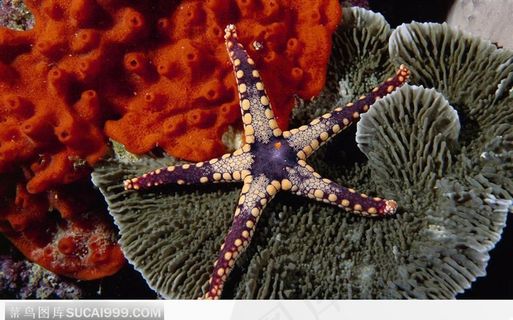 海星（珊瑚礁上的海星）