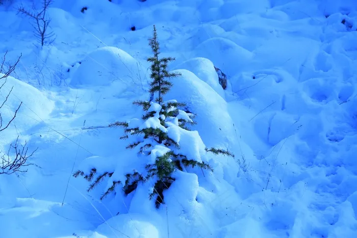 冬天积雪景观图片