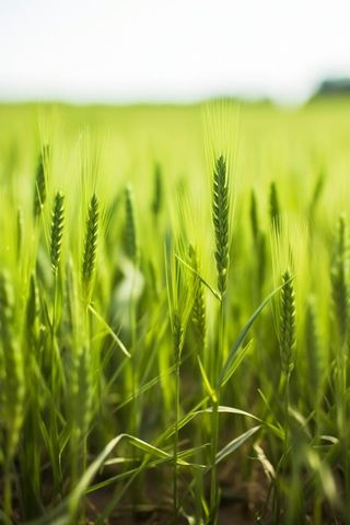 小麦麦穗稻穗摄影图素材背景