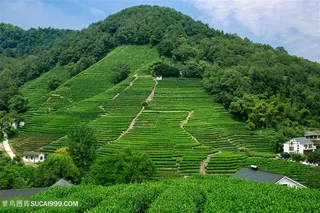 浙江杭州西湖龙井村茶园