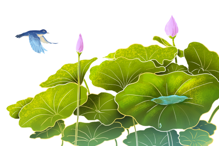 夏季荷塘绿色