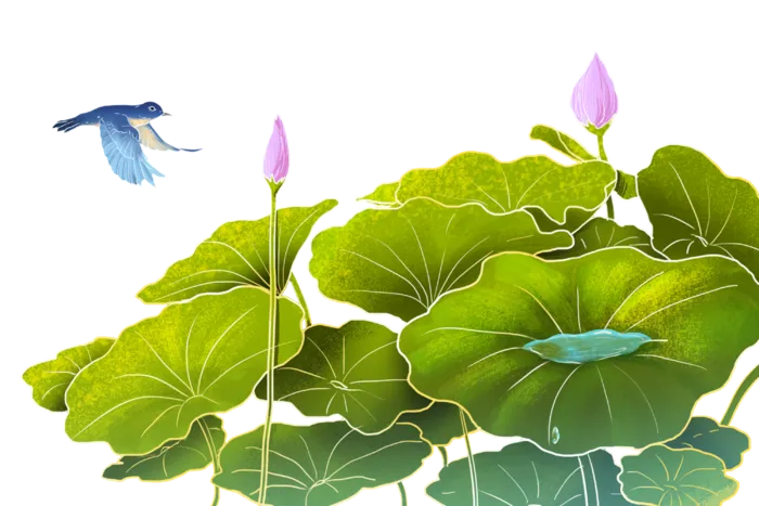 夏季荷塘绿色