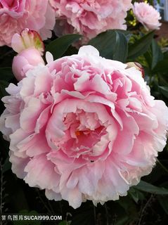 高清粉色牡丹花特写图片 高清粉色牡丹花特写图片
