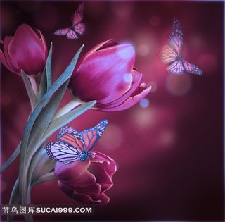 梦幻郁金香鲜花背景