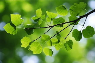 绿意盎然下的绿叶树枝摄影图