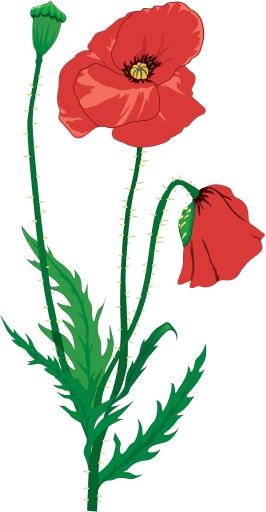 罂粟花 PNG免抠(2347x4511)