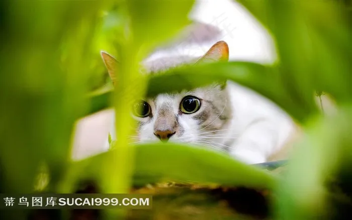 草丛里的猫高清图片